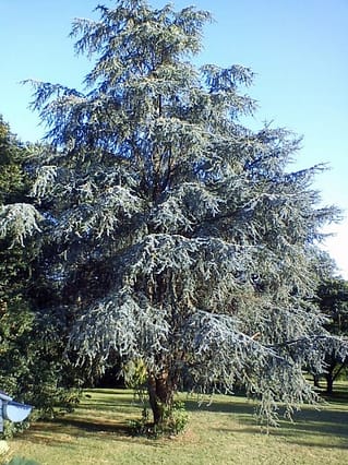 Cèdre bleu