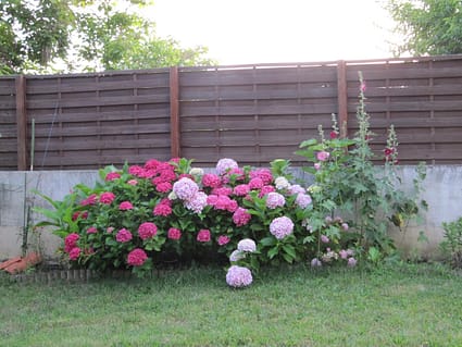 Hortensias (IMG_2046)