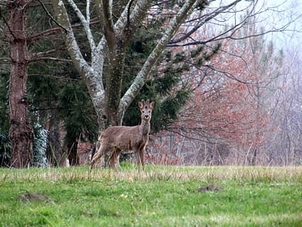 Un jeune cerf