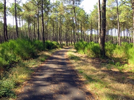 Forêt Landaise