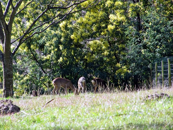 Biches dans le parc de Lou Saradet