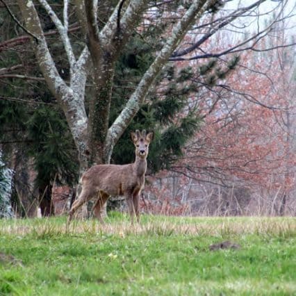 Un jeune cerf