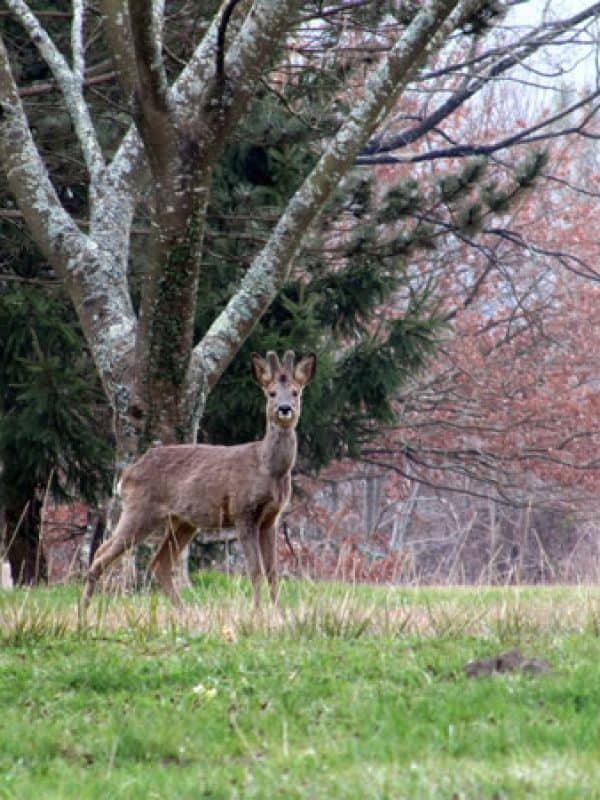 Un jeune cerf