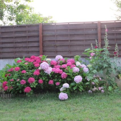 Hortensias (IMG_2046)