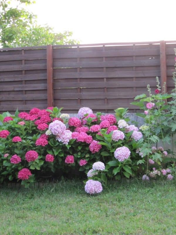 Hortensias (IMG_2046)