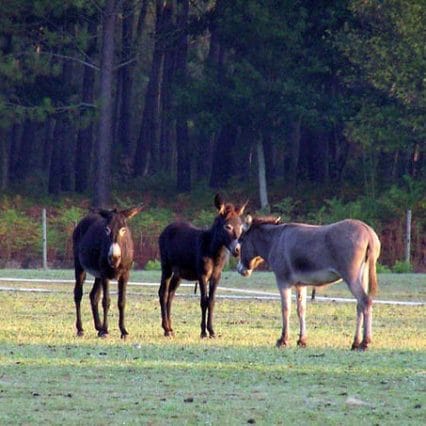 Les ânes dans Les Landes - Photo : Guillaume Colin, via Flickr