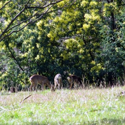 Biches dans le parc de Lou Saradet