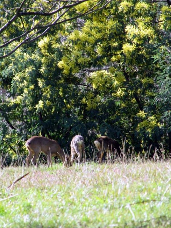 Biches dans le parc de Lou Saradet