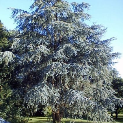 Cèdre bleu
