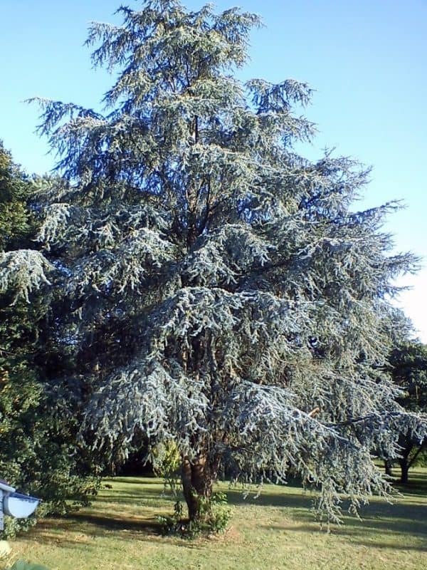 Cèdre bleu
